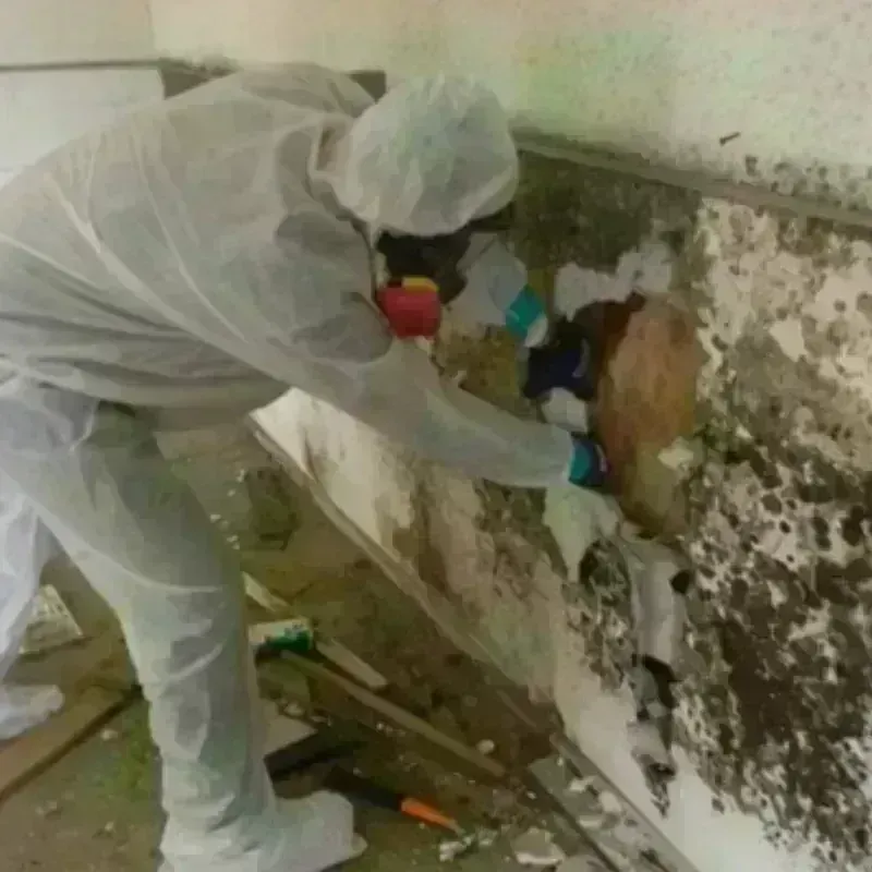 Mold Remediation and Removal in East Ithaca, NY